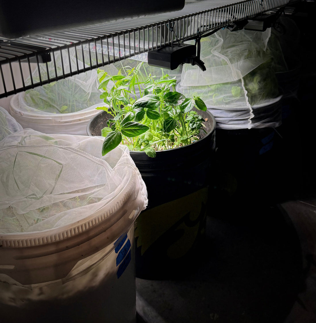 Growth, Rhythm, and Darkness