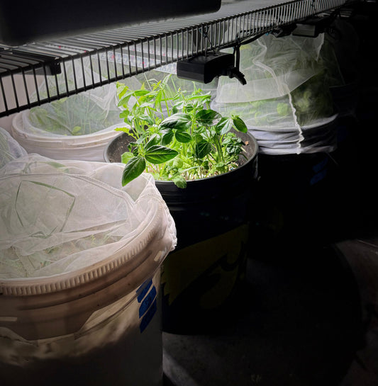 Growth, Rhythm, and Darkness