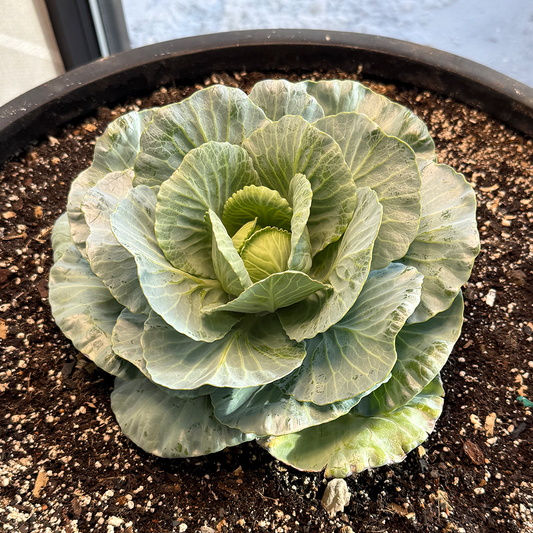 When a Normal Week Is the Gift