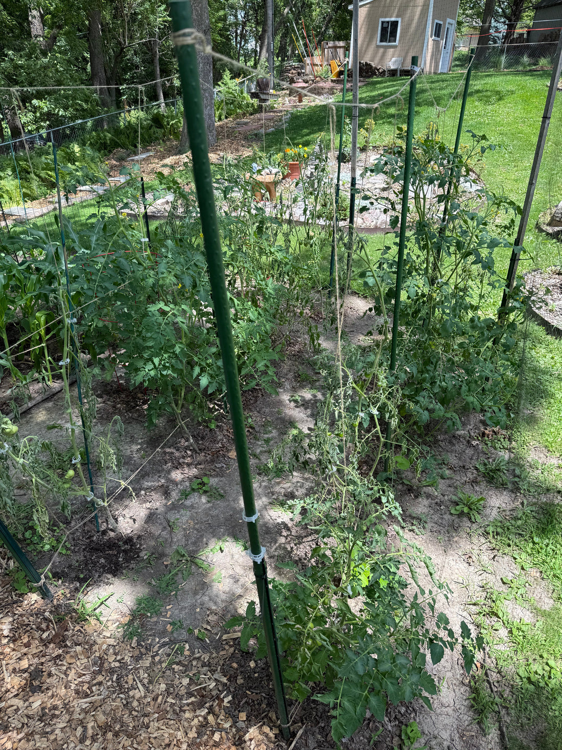 Why Did These Tomatoes Wilt? A Backyard Garden Investigation