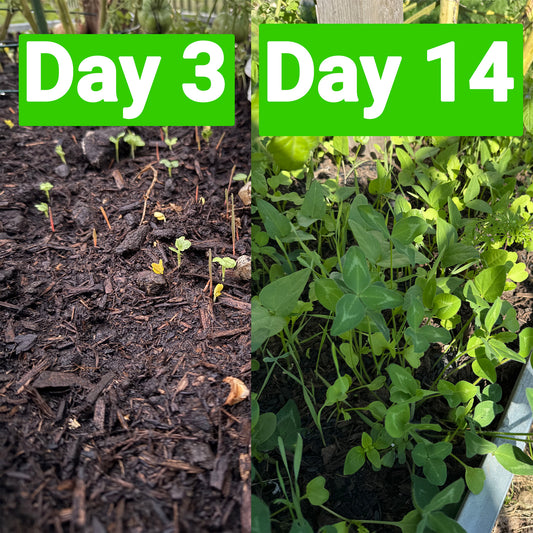 Fall Soil Booster Kit - Custom Regenerative Soil Mix - Choose Your Garden Size